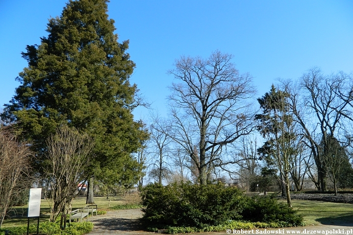 park w Żelazowej Woli