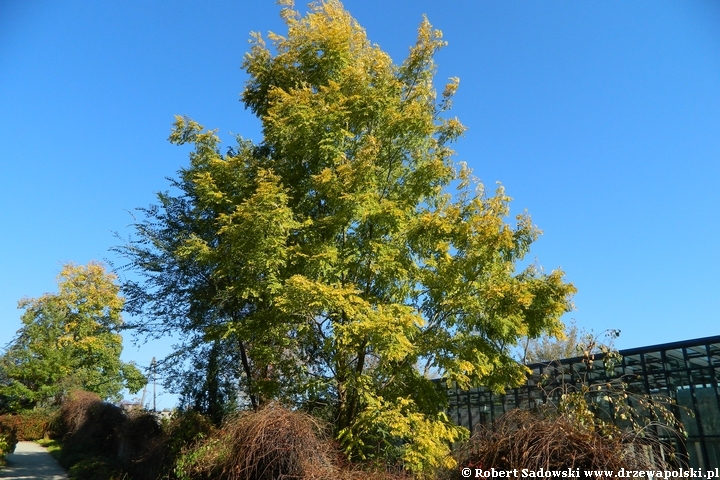 Robinia biała