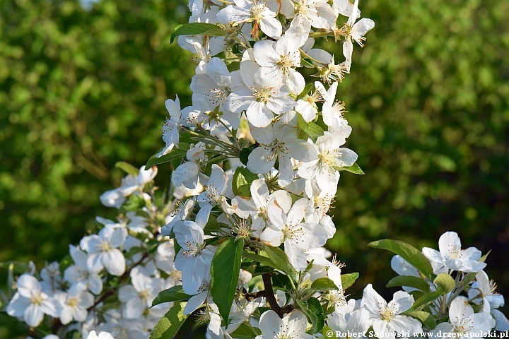 Jabłoń południowochińska - kwiaty