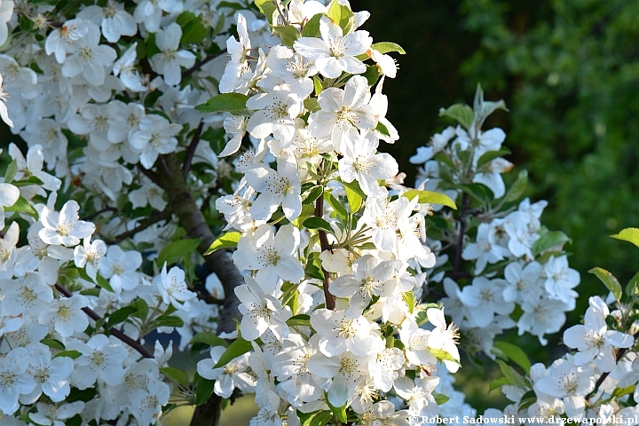 Jabłoń południowochińska - kwiaty