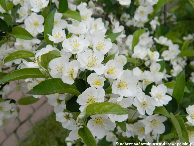 jabłoń Sargenta - kwiaty