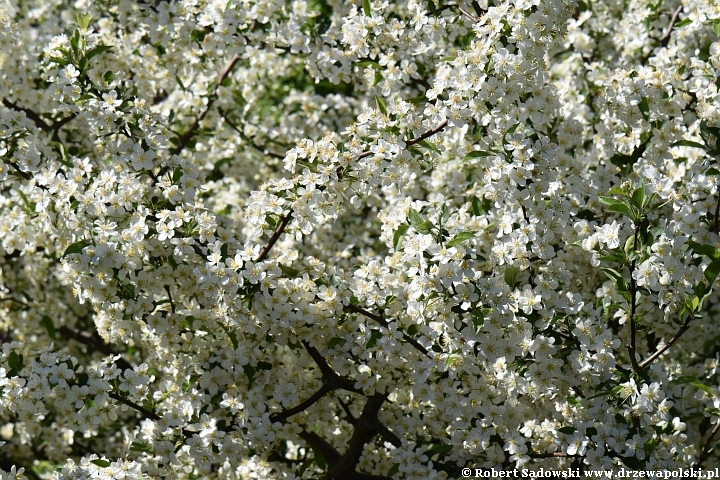 jabłoń Sargenta - kwiaty