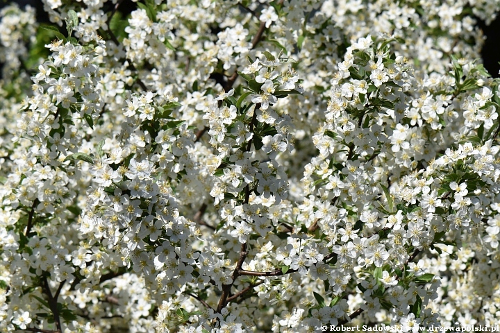 jabłoń Sargenta - kwiaty