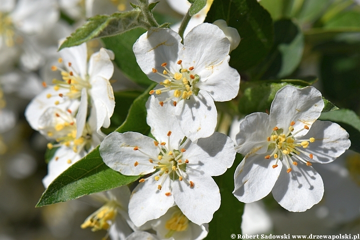 jabłoń Sargenta - kwiaty