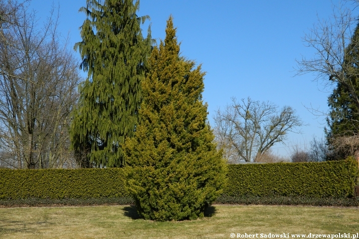 Jałowiec chiński 'Obelisk'