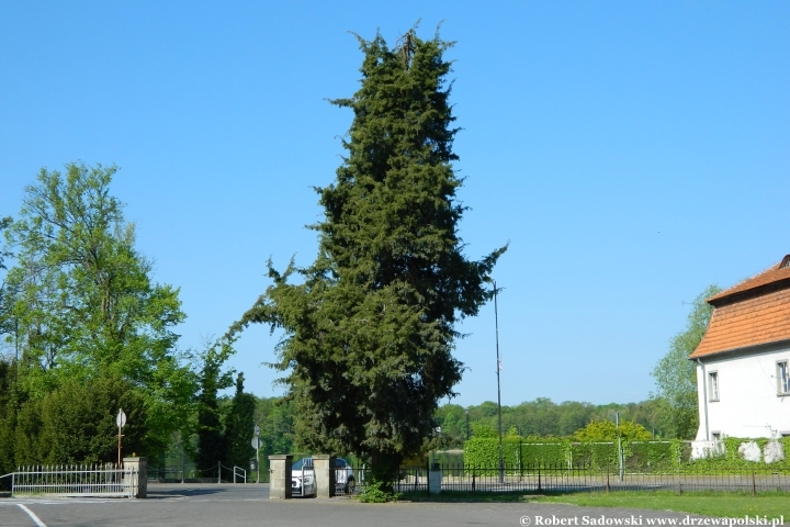 Jałowiec wirginijski z Kórnika
