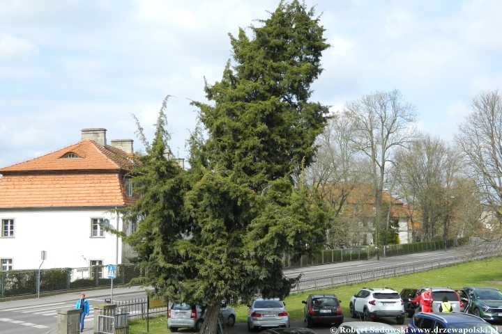 Jałowiec wirginijski z Kórnika
