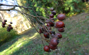 Jarząb brekinia owoce jesienią