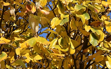 Jarząb mączny liście jesienią