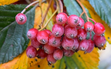 Jarząb mączny owoce jesienią