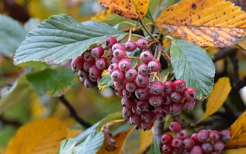 Jarząb mączny owoce jesienią