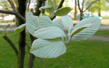 Jarząb mączny pierwsze liście