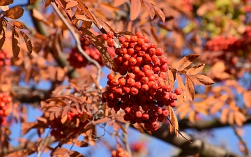 Jarząb pospolity owoc jesienią