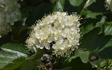Jarzab szwedzki kwiat
