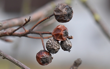 Jarzab szwedzki owoce zimą