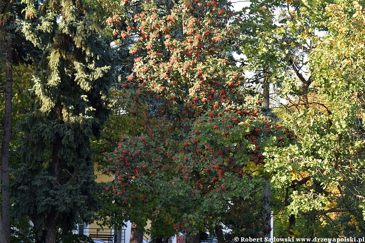 Jarząb turyński owoce