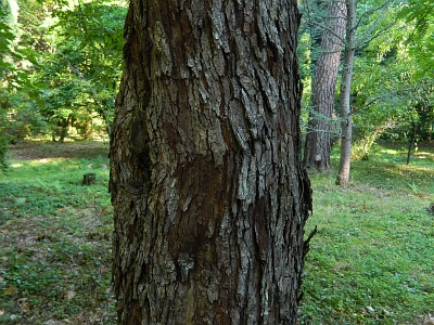 Jarząb domowy kora