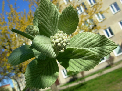 Jarząb mączny wiosną