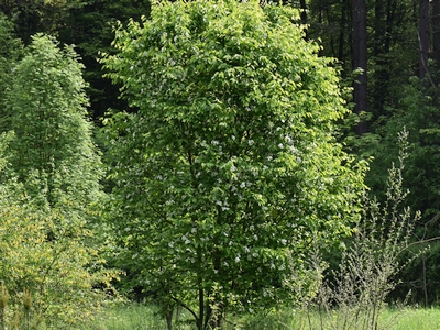 Jarząb olszolistny pokrój drzewa
