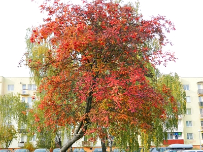 Jarzębina - pokrój drzew