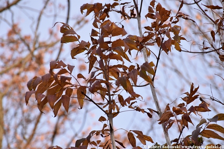 Jesion amerykański 'Autumn Purple'