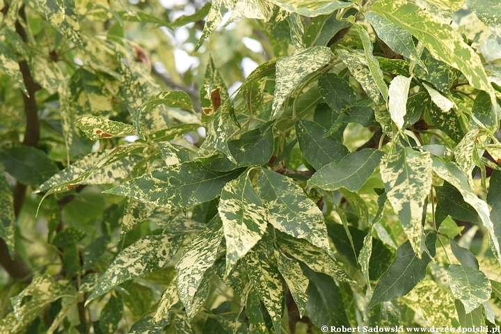 Jesion pensylwański 'Aucubifolia'