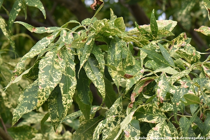 Jesion pensylwański 'Aucubifolia'