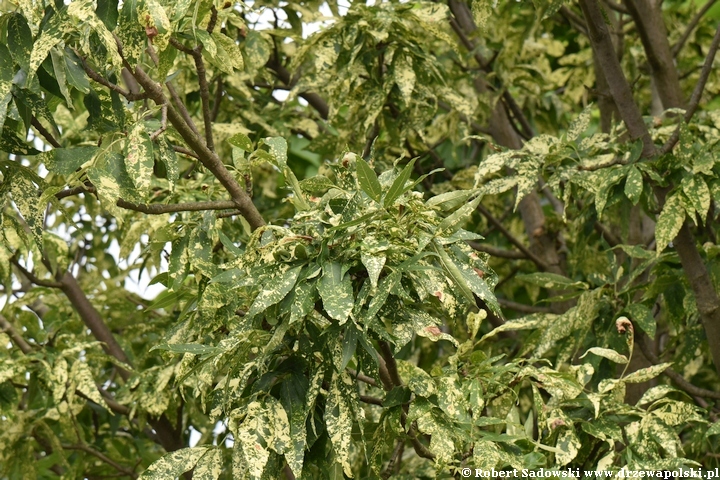 Jesion pensylwański 'Aucubifolia'