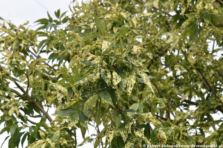 Jesion pensylwański 'Aucubifolia'