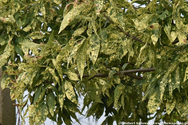 Jesion pensylwański 'Aucubifolia'