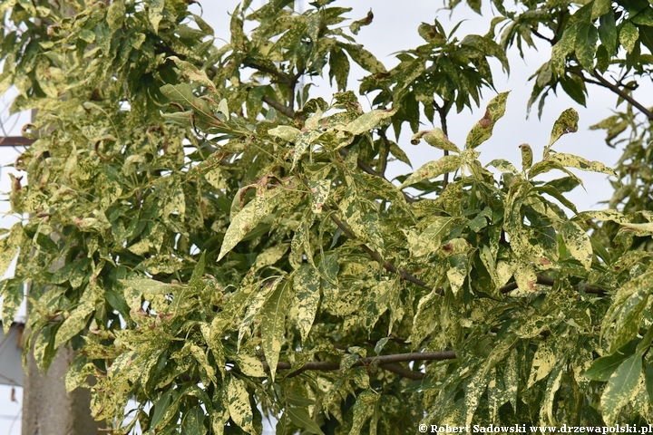 Jesion pensylwański 'Aucubifolia'