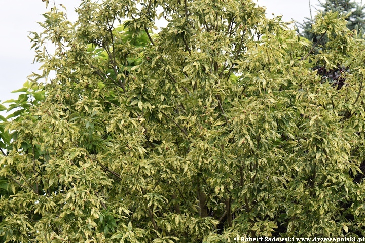 Jesion pensylwański 'Aucubifolia'