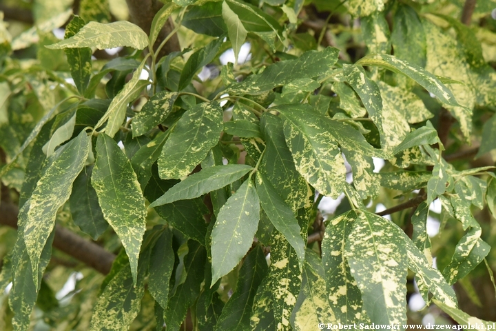 Jesion pensylwański 'Aucubifolia'