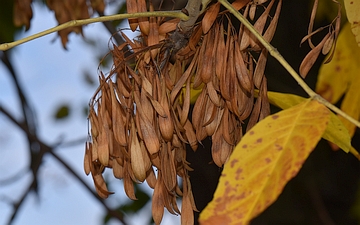 Jesion pensylwański owoce jesienią