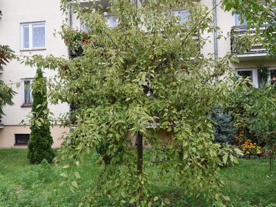 Jesion wyniosły - odmiana 'Heterophylla Pendula'