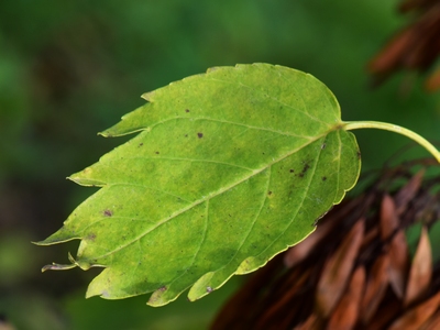 Jesion wyniosły - odmiana 'Heterophylla Pendula'