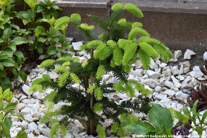 Jodła grecka 'Meyer's Dwarf'