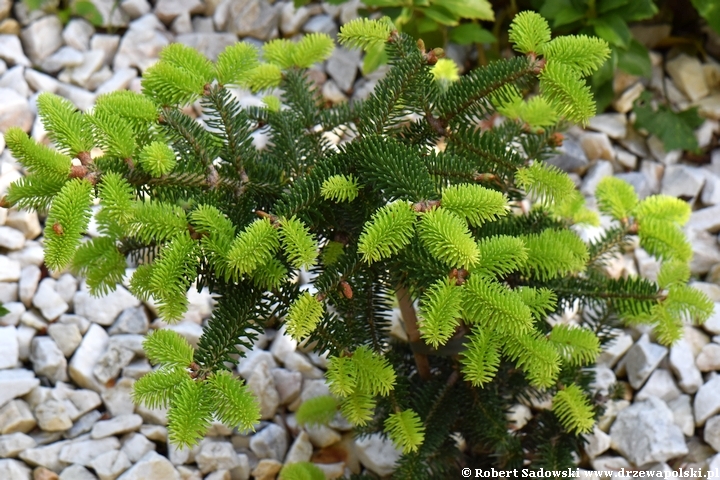 Jodła grecka 'Meyer's Dwarf'