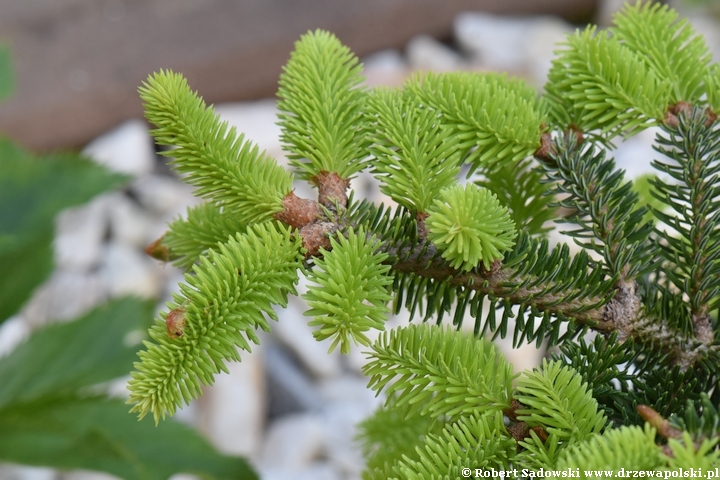 Jodła grecka 'Meyer's Dwarf'