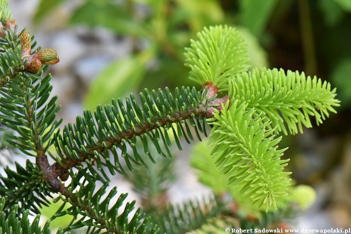 Jodła grecka 'Meyer's Dwarf'