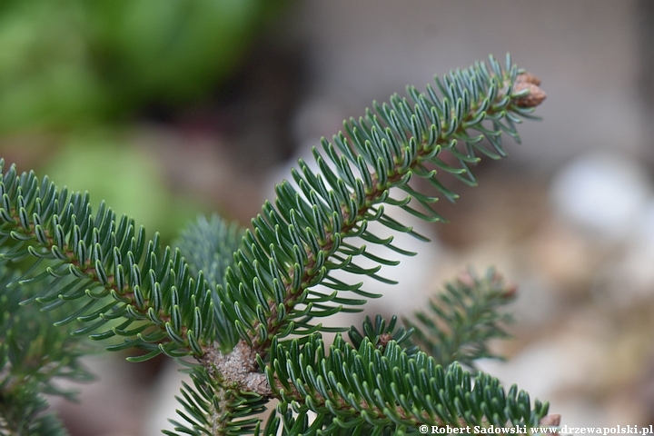 Jodła grecka 'Meyer's Dwarf'