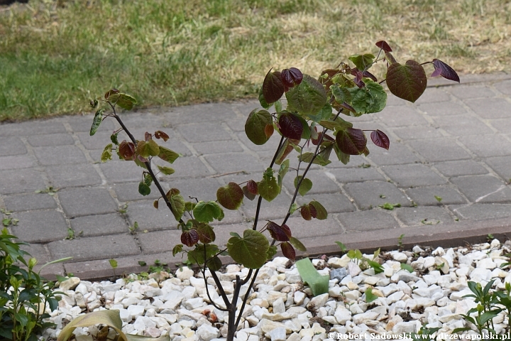 Judaszowiec kanadyjski 'Forest Pansy'