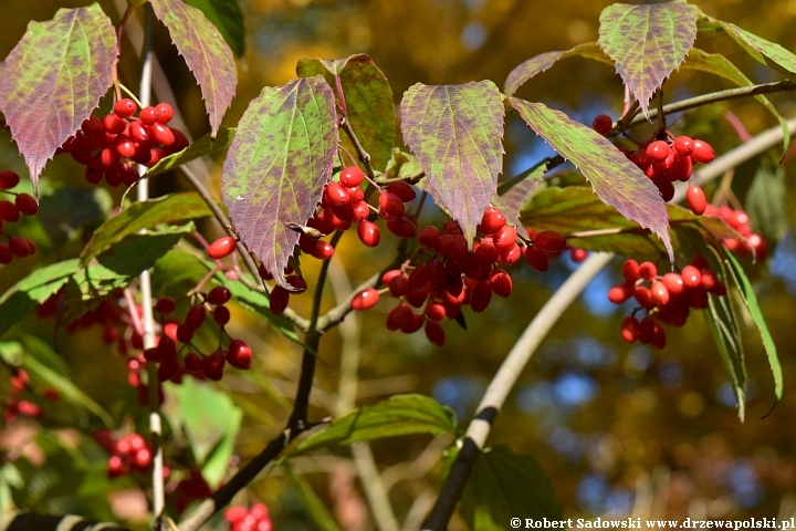 Kalina herbaciana