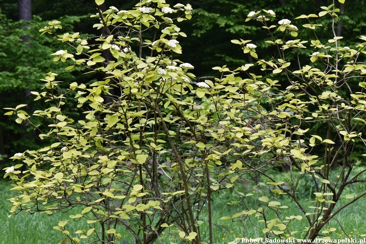 Kalina hordowina 'Aureum'