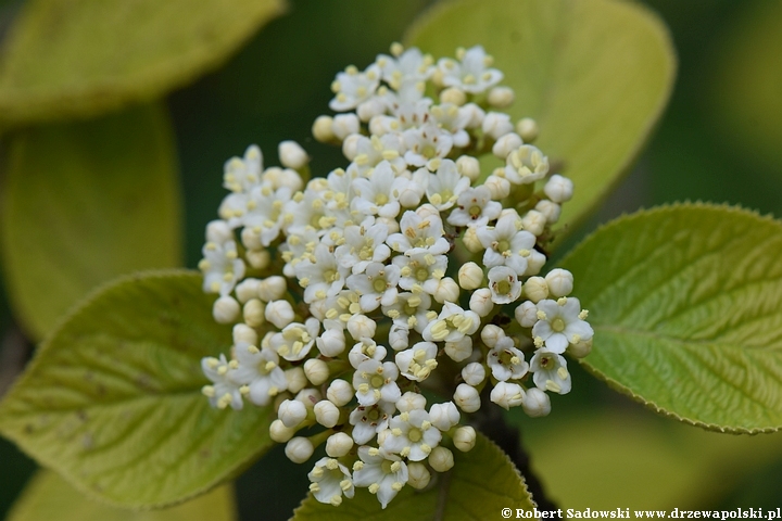 Kalina hordowina 'Aureum'