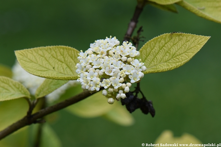 Kalina hordowina 'Aureum'