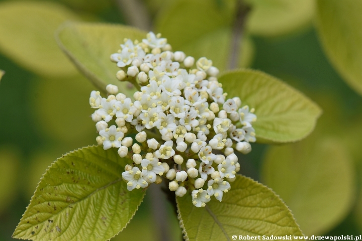 Kalina hordowina 'Aureum'