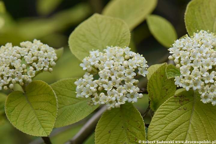 Kalina hordowina 'Aureum'