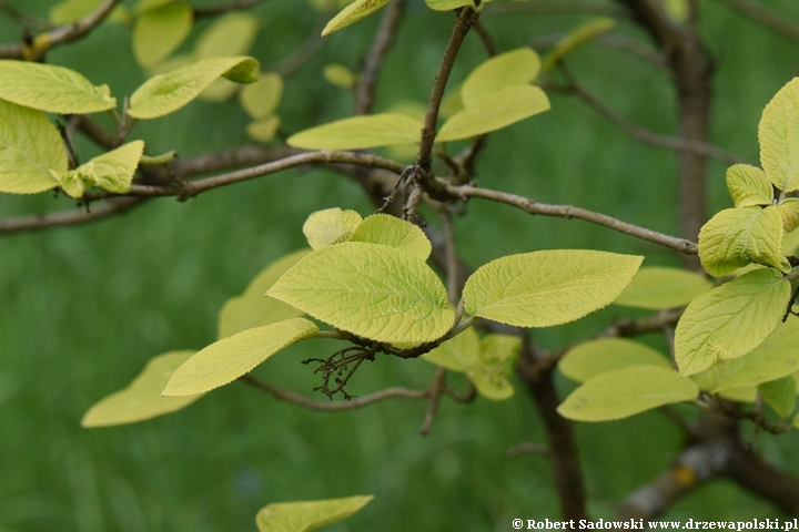 Kalina hordowina 'Aureum'