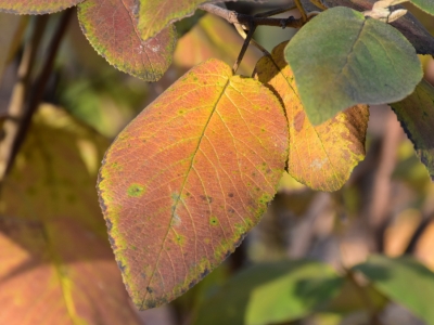 Kalina hordowina - jesienne liście
